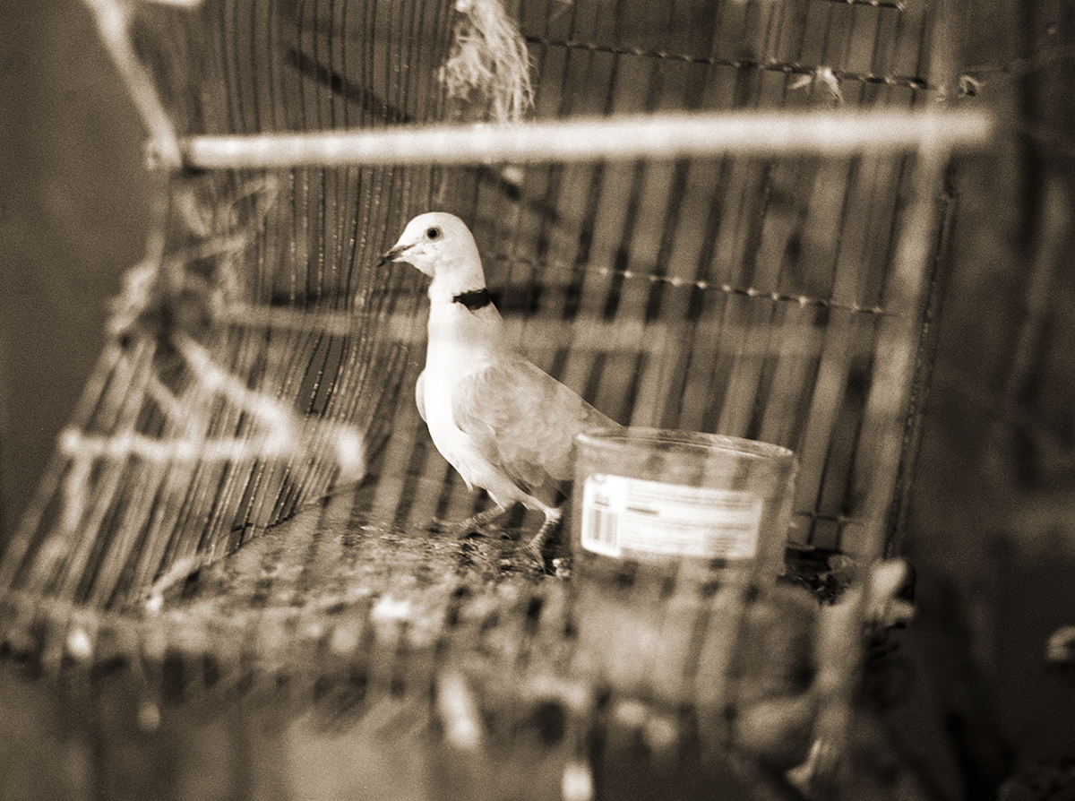 06_Caged bird
