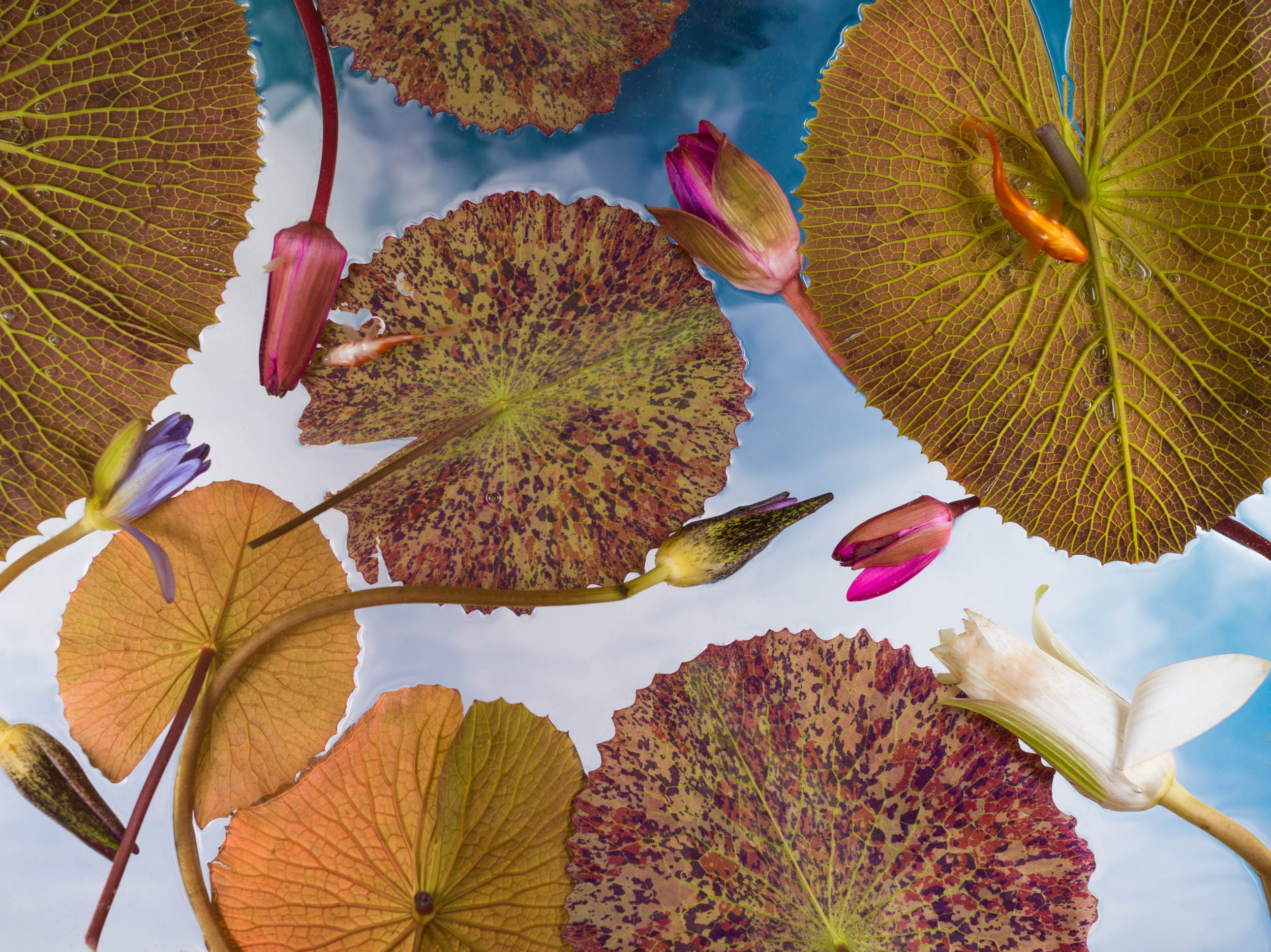 Lily Pads