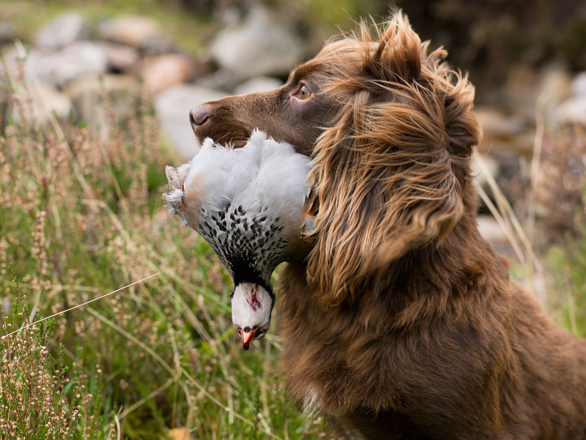 Brown Spaniel with Pheasant in Mouth