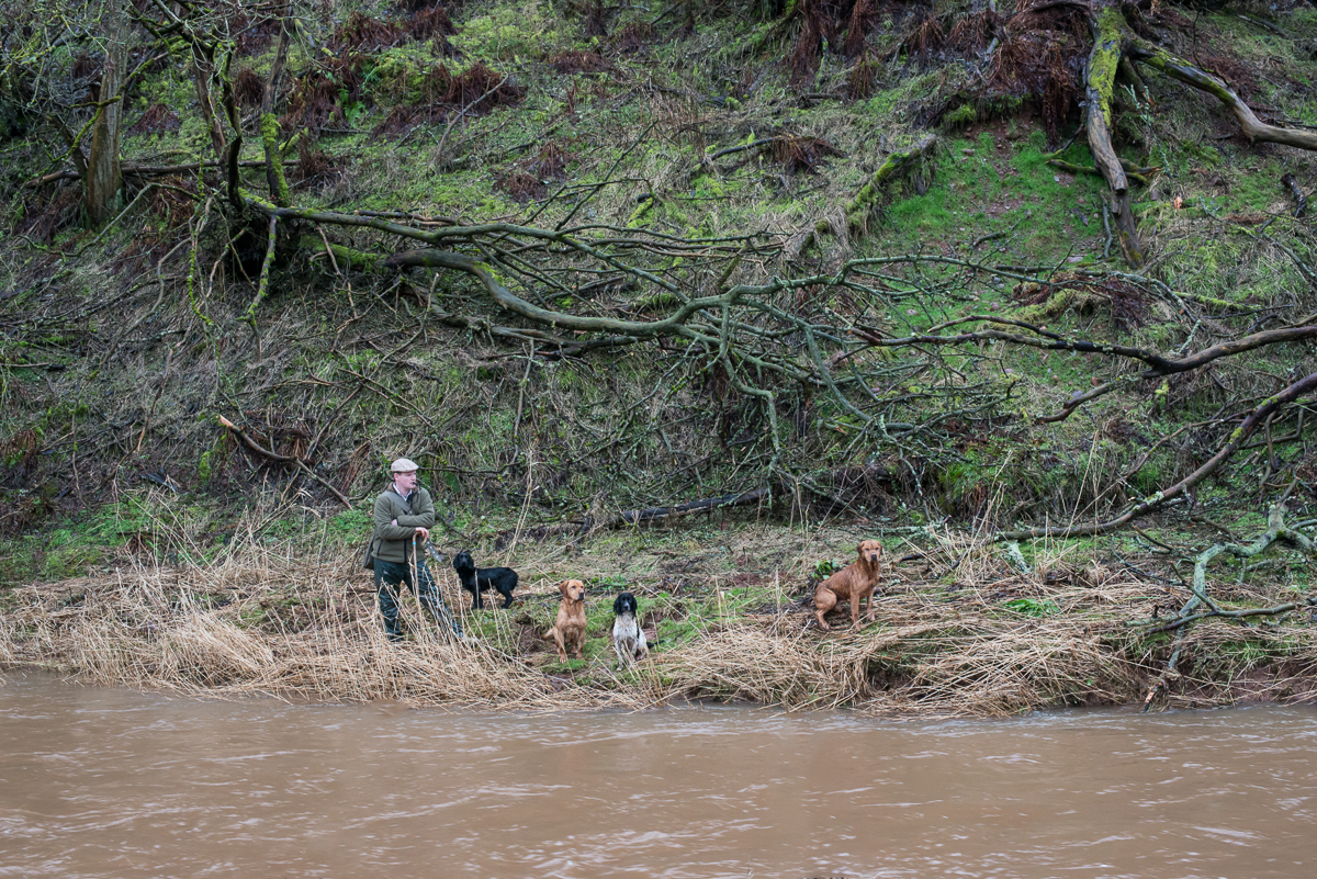 Handler with Dogs Across River