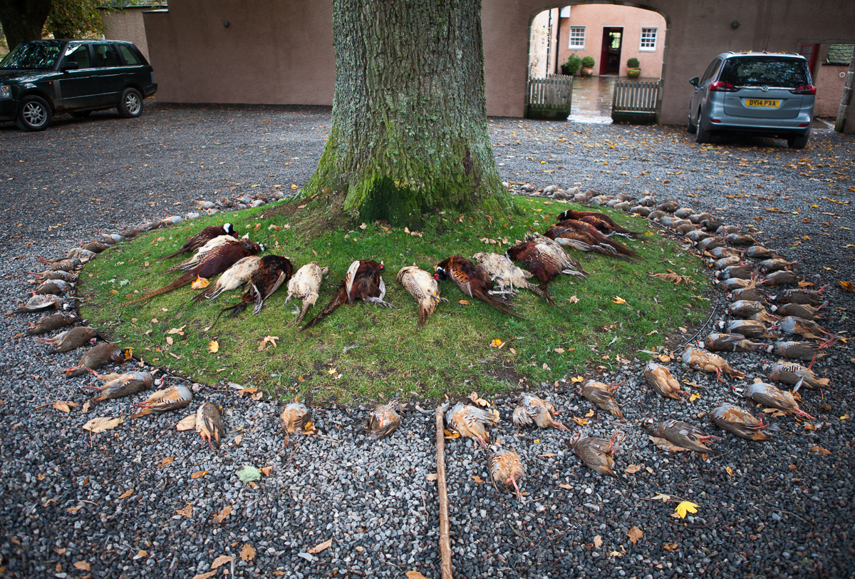 Pheasant Presentation Around Tree
