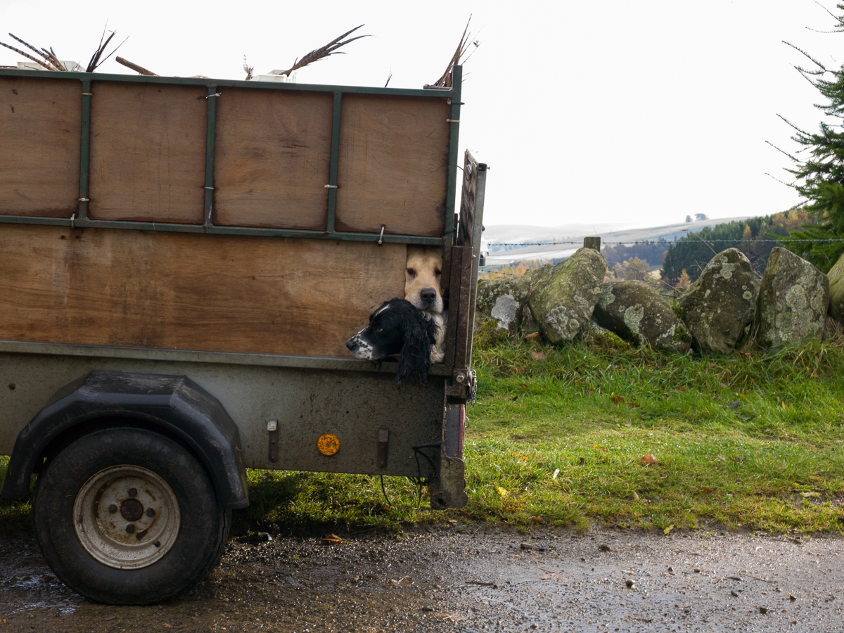 Two Dogs Peaking out Trailor