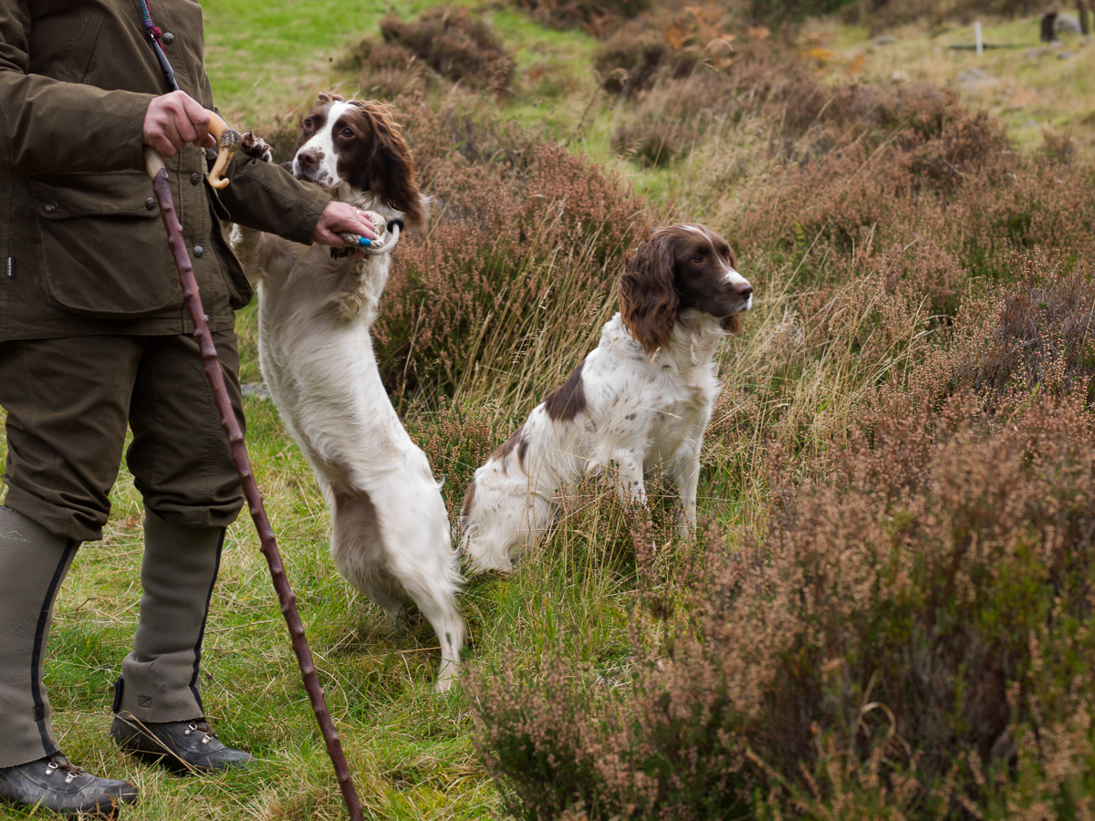 Two Spaniels and Cane