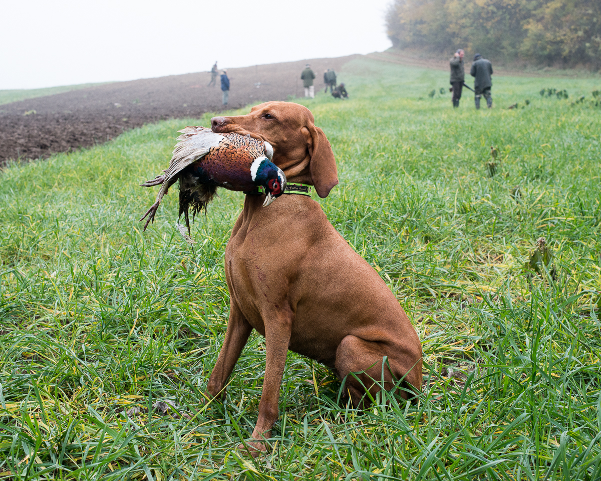Visala with Pheasant